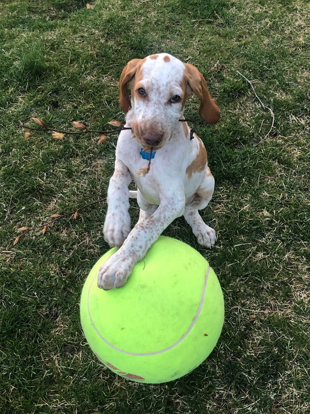 A brown-and-white hound puppy resting its paws on an oversized green tennis ball.
