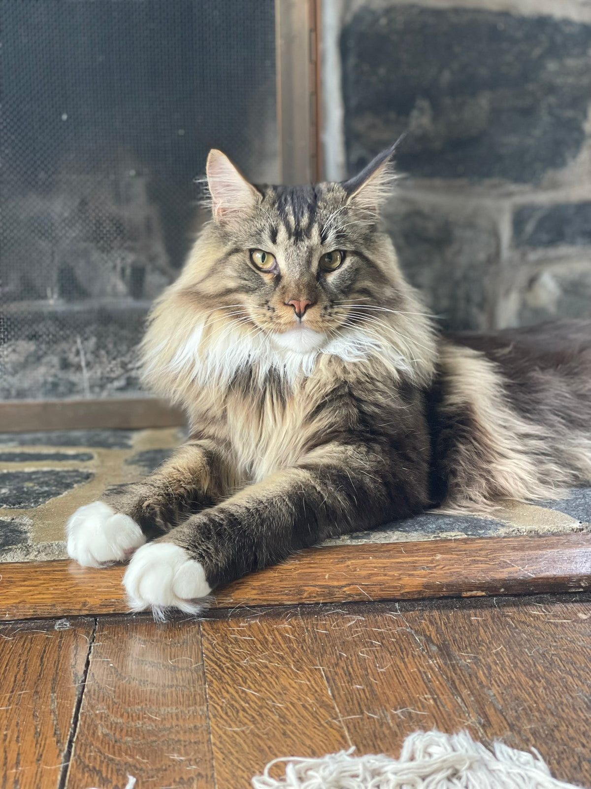A long-haired tabby cat with white paws resting beside a window.
