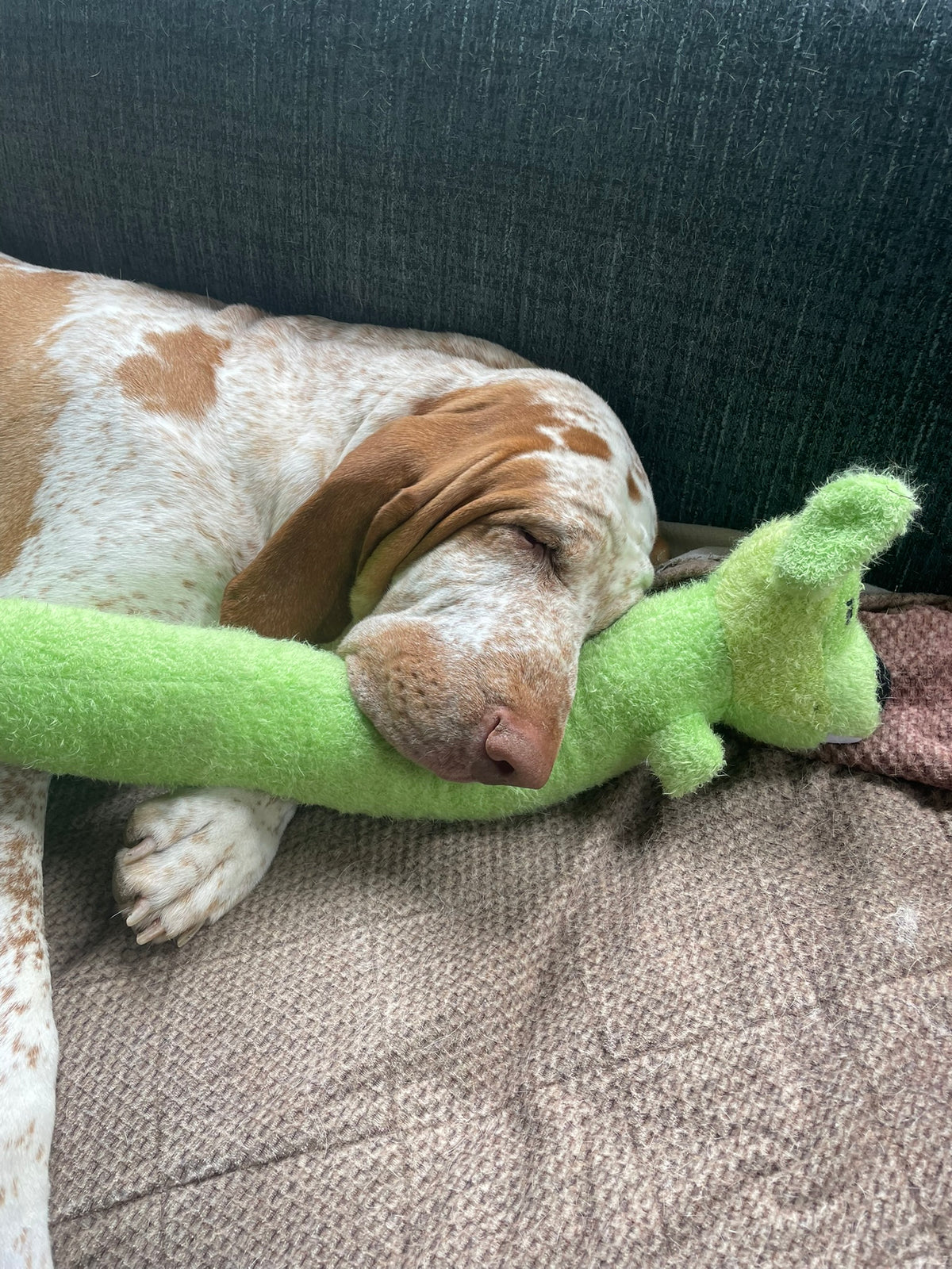 A brown-and-white hound puppy sleeping with a green plush toy.
