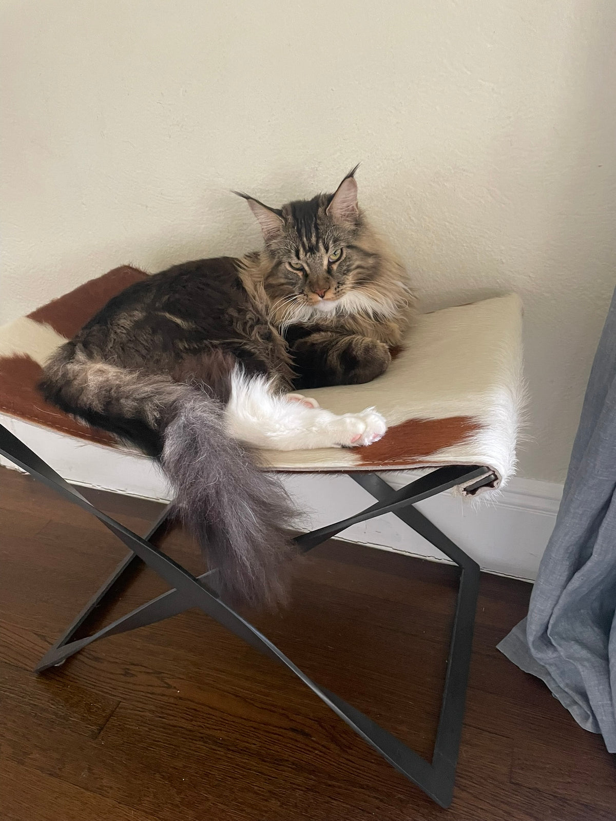 A long-haired tabby cat reclining on a cowhide bench.