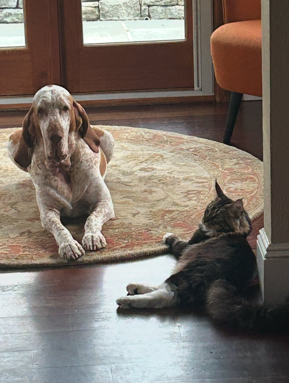 A brown-and-white hound and a long-haired tabby cat resting together indoors.
