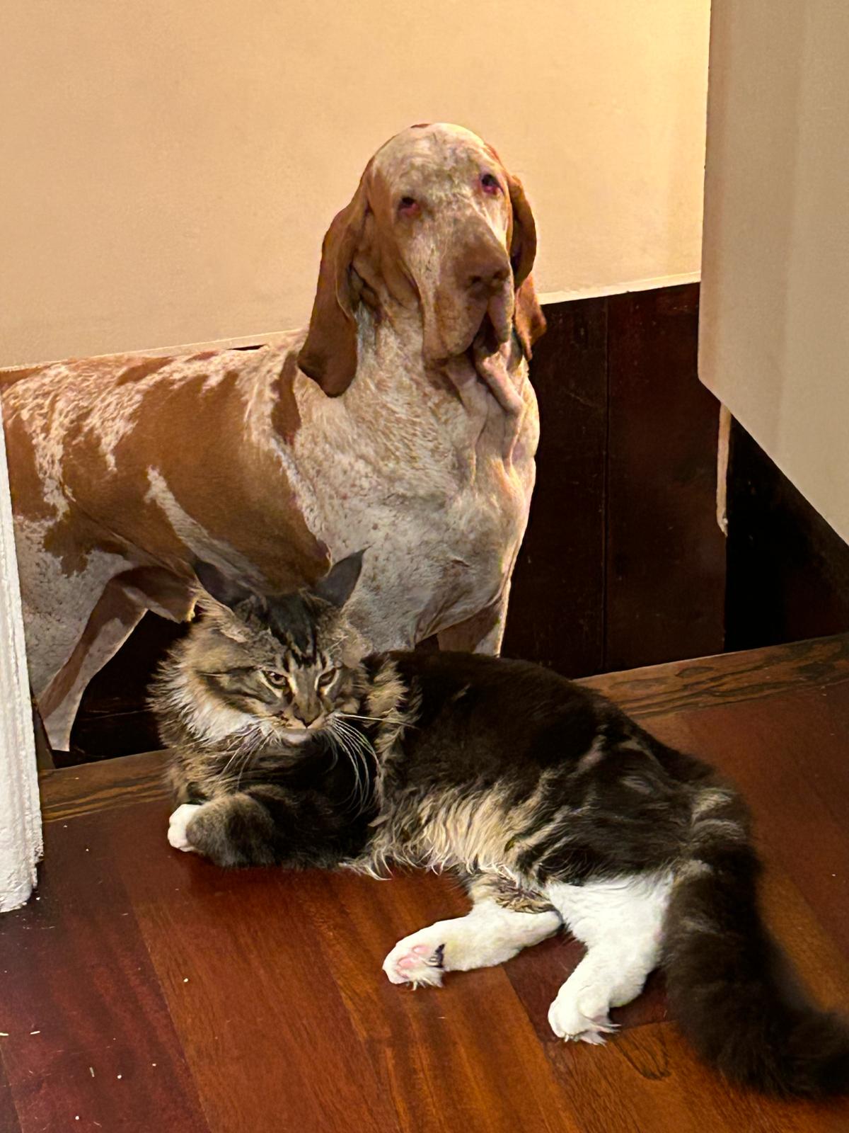 Dante and Mozart together at home.