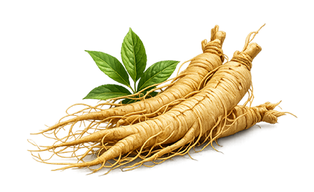 Icon: three pieces of whole panax ginseng
root